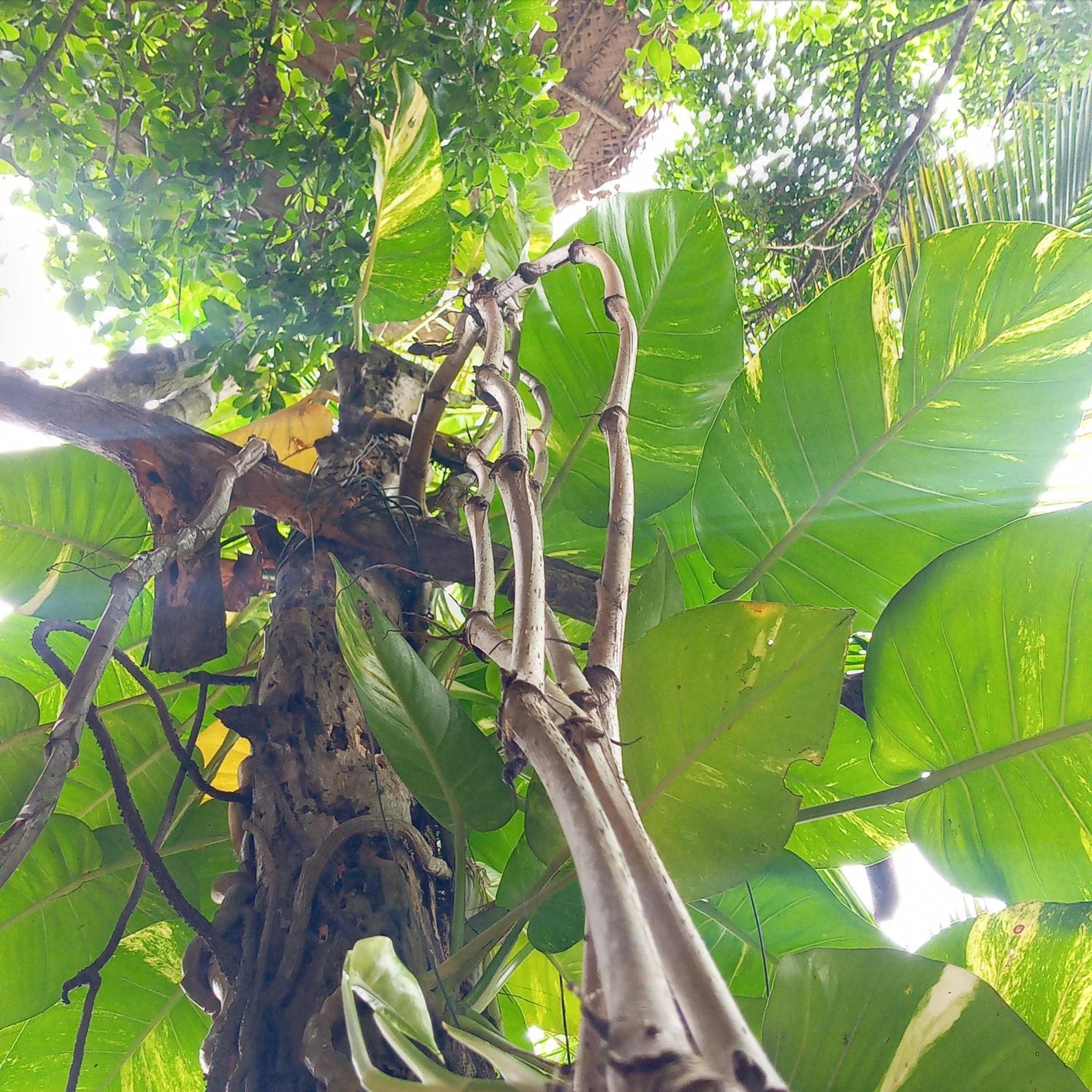 Cinnabar Resort Tangalle Eksteriør bilde