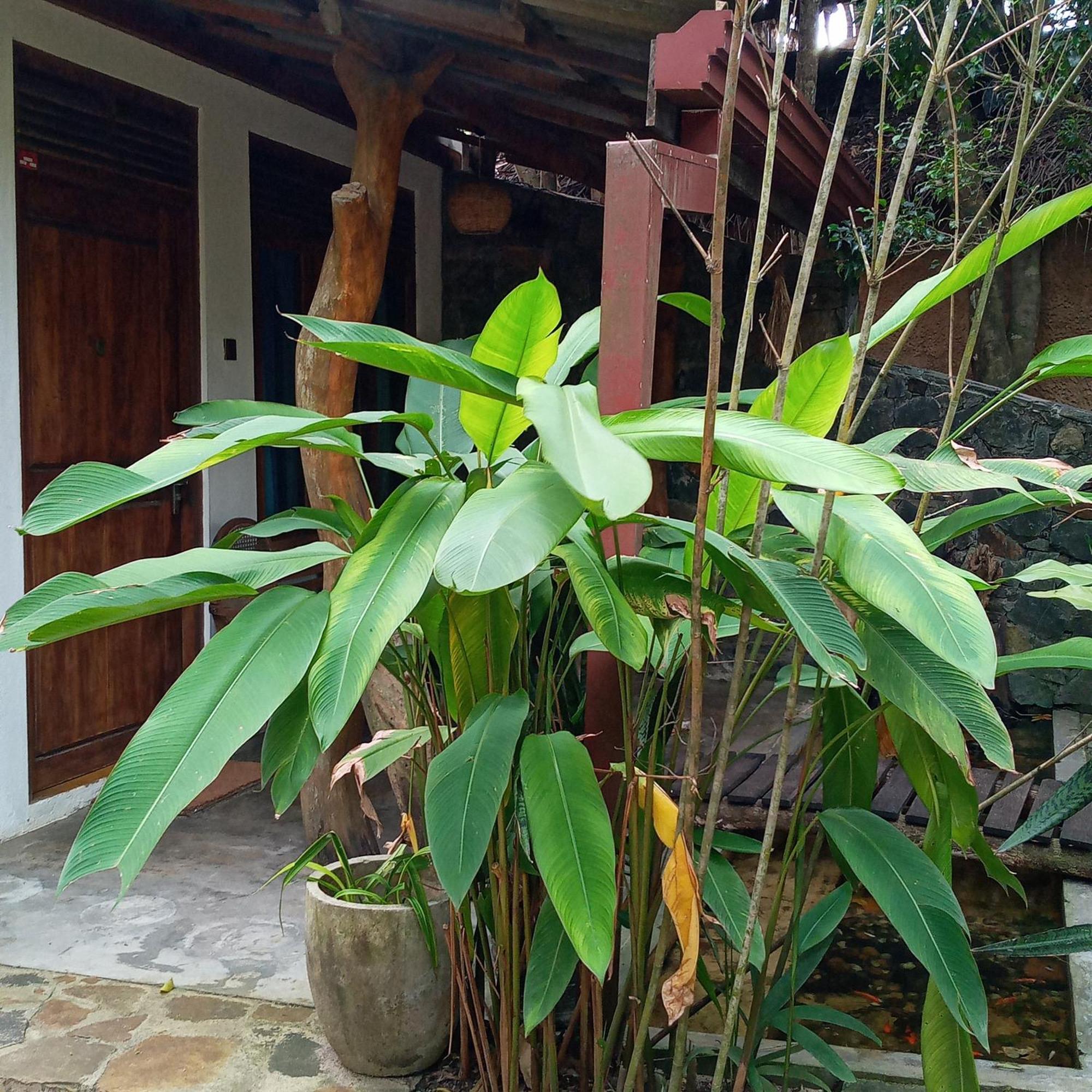 Cinnabar Resort Tangalle Eksteriør bilde