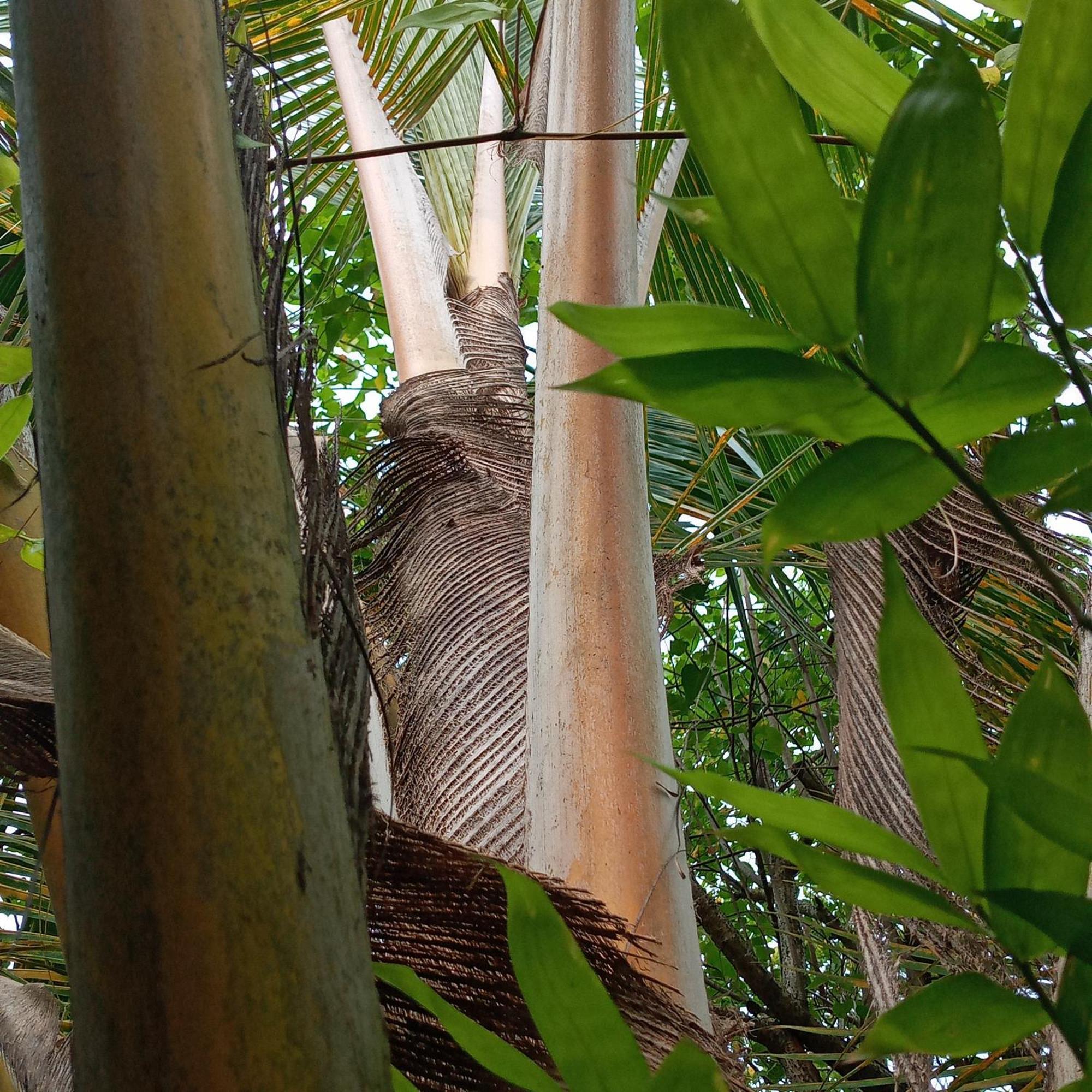 Cinnabar Resort Tangalle Eksteriør bilde