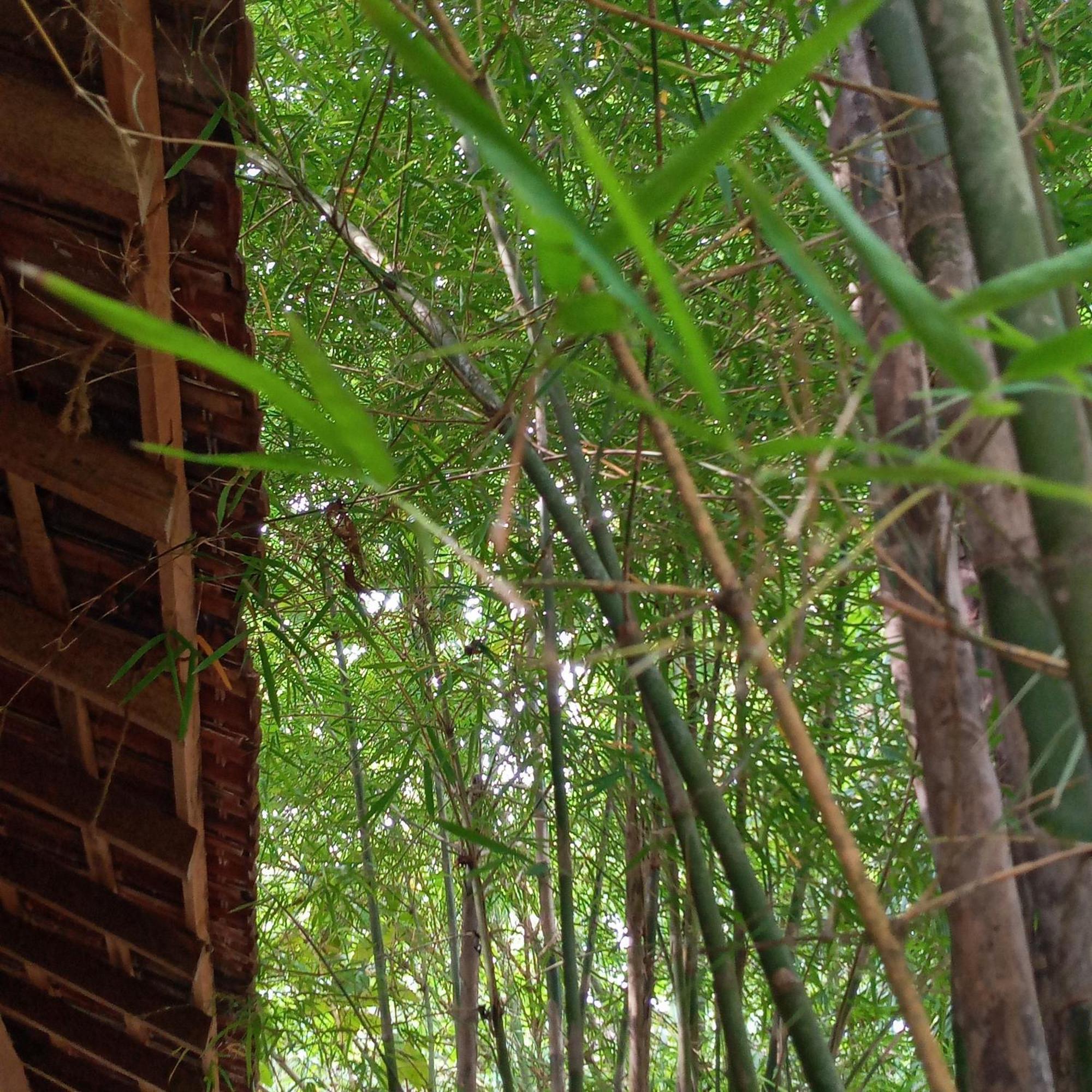 Cinnabar Resort Tangalle Eksteriør bilde