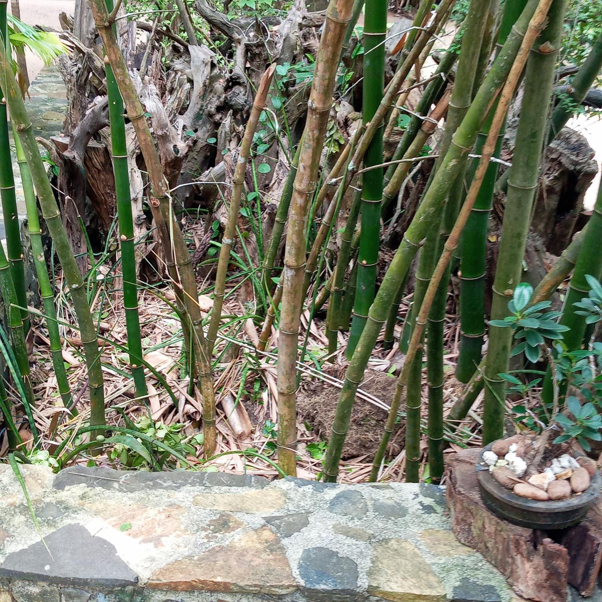 Cinnabar Resort Tangalle Eksteriør bilde